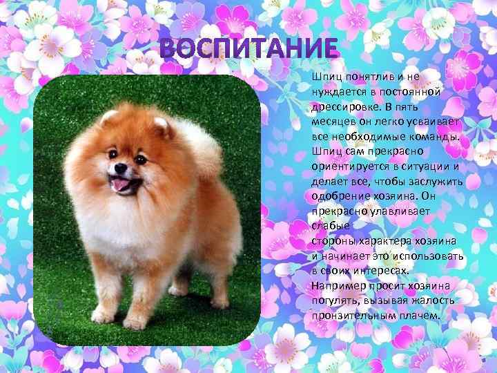 Клички для собак шпицев мальчиков и девочек | medeponim.ru