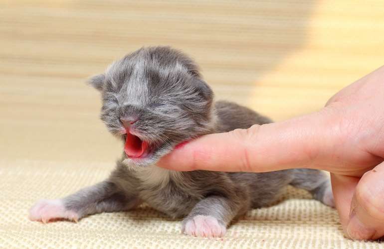 Как выкормить новорожденного котенка без кошки