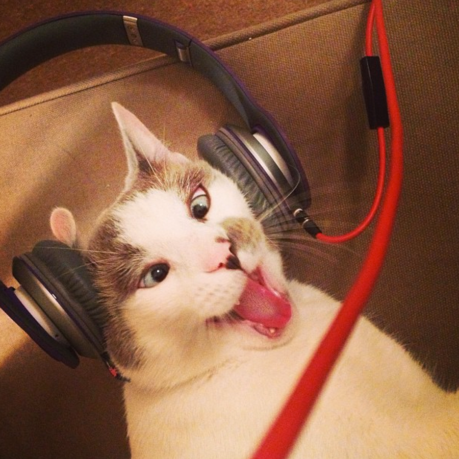 Кошачья музыка – какие звуки любят кошки? (1 фото)