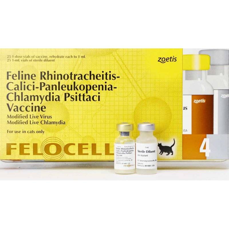 Вакцины для комплексной вакцинации кошек: что в них входит и от чего защищает такая прививка?