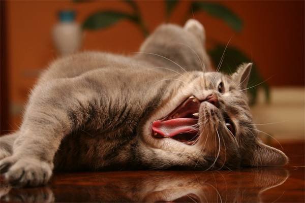 Почему кошки зевают: разбираемся в сути рефлекса