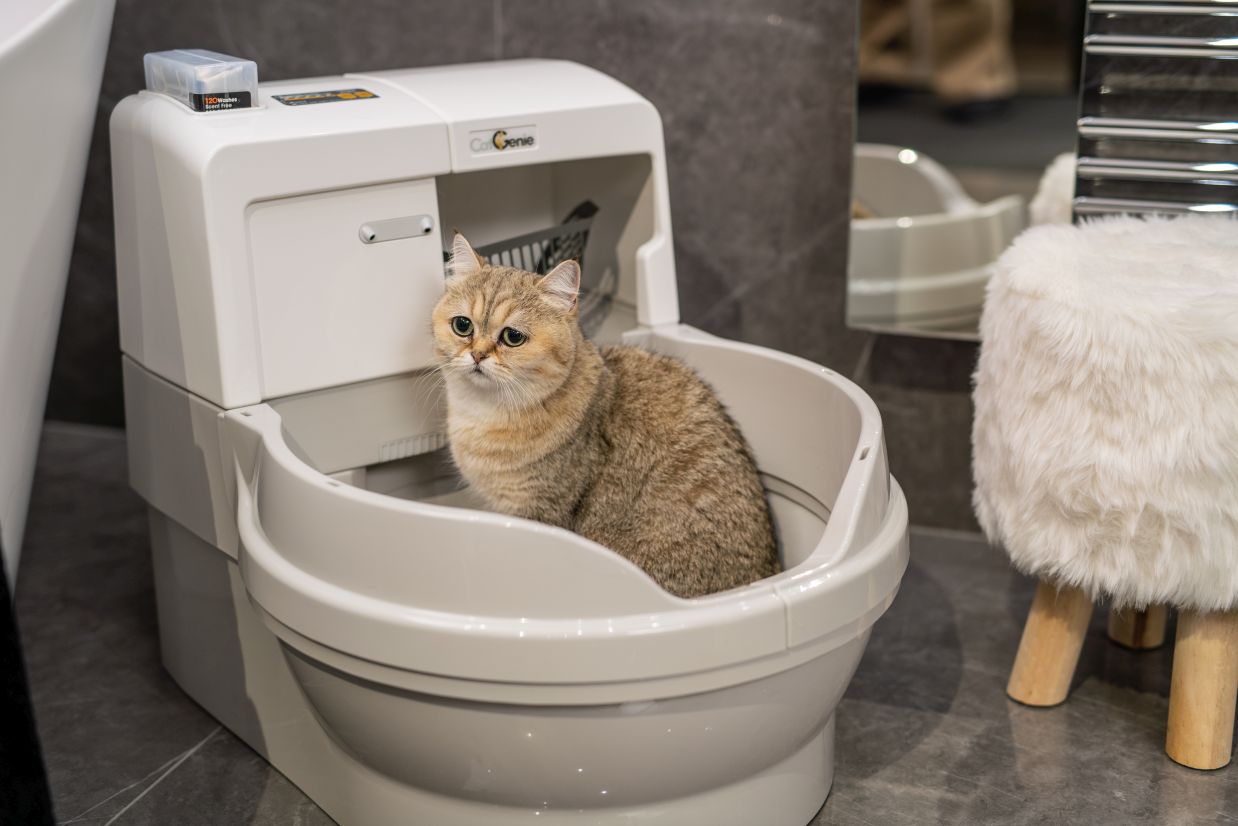 Автоматический туалет для кошек: виды, производители
