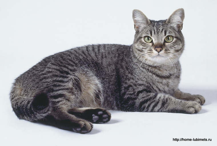Азиатская табби - 100 фото как выглядит породистая кошка и особенности ее содержания