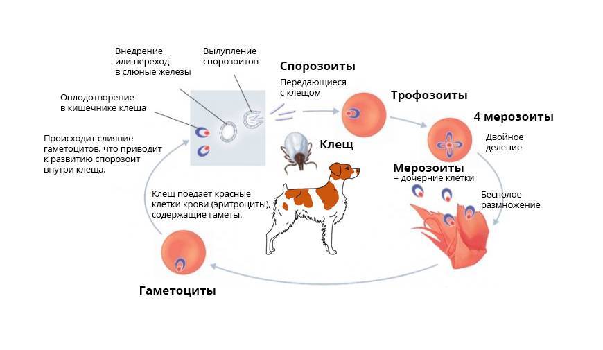 Собаку укусил клещ — пироплазмоз (бабезиоз): первые признаки, последствия. пироплазмоз у собак: симптомы, лечение, профилактика - усатый-полосатый - медиаплатформа миртесен