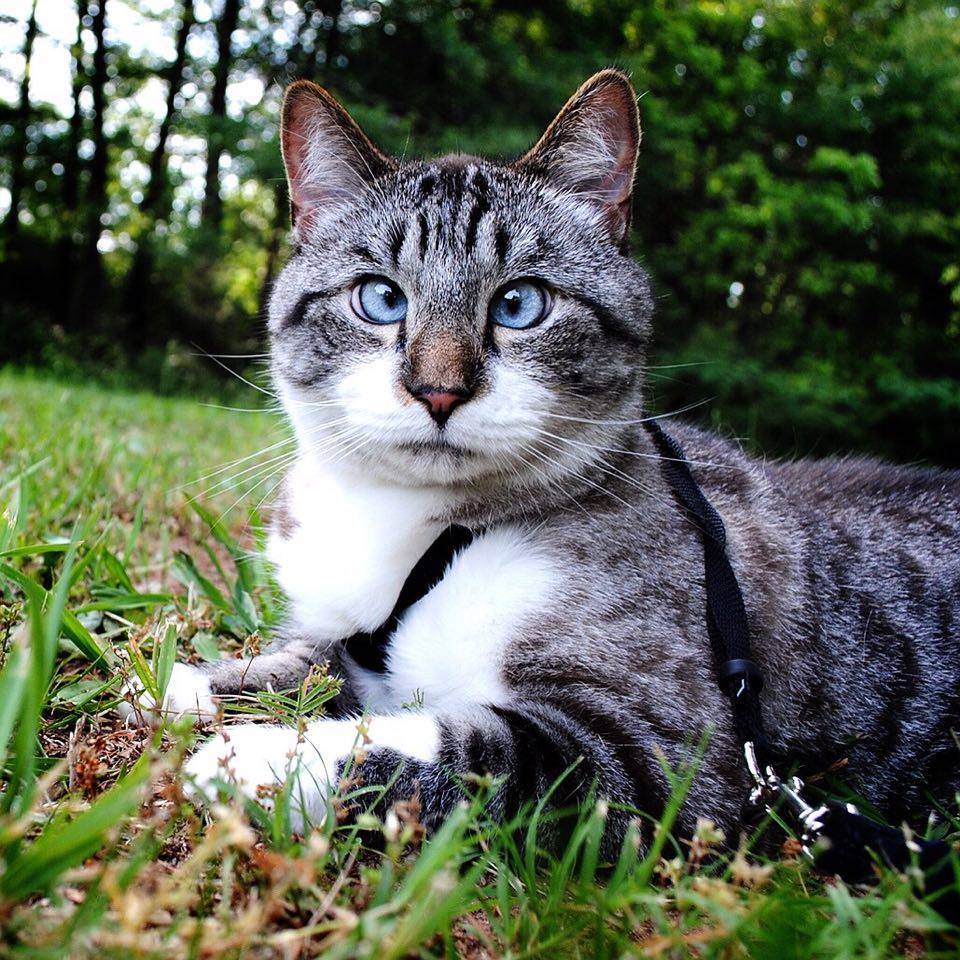 Кошки какие сильные. Кот Спанглс порода. Охос азулес серый полосатый. Европейская Лесная короткошерстная кошка. Порода кошек Охос азулес.