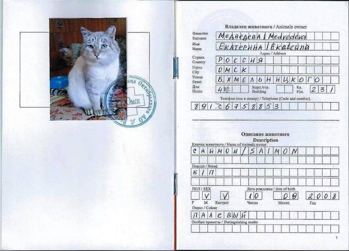 Как заполнять паспорт кошки?