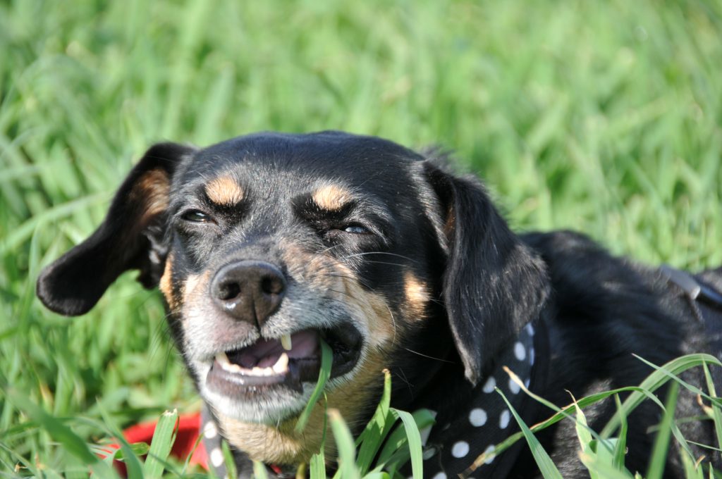 Почему собака ест траву на улице? :: syl.ru