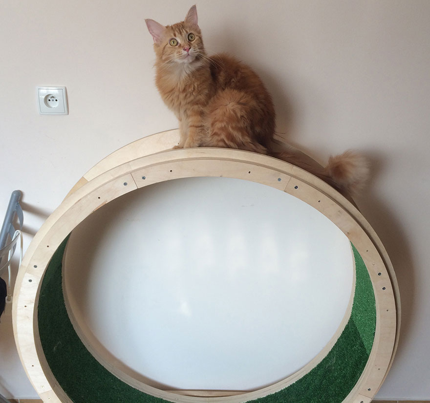 Описание и правила изготовления бегового колеса для кошек