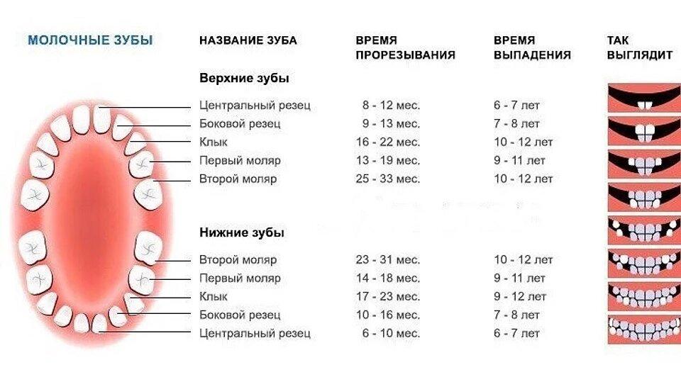 Сколько зубов у собаки - у взрослой, когда меняются молочные зубы | petguru