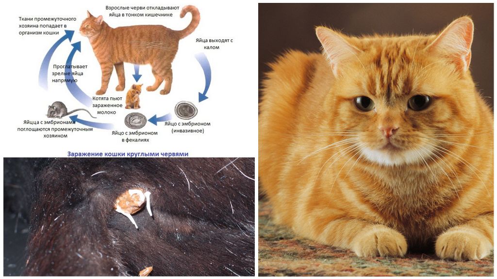 Блоха кошачья: как она выглядит на фото и опасна ли для человека