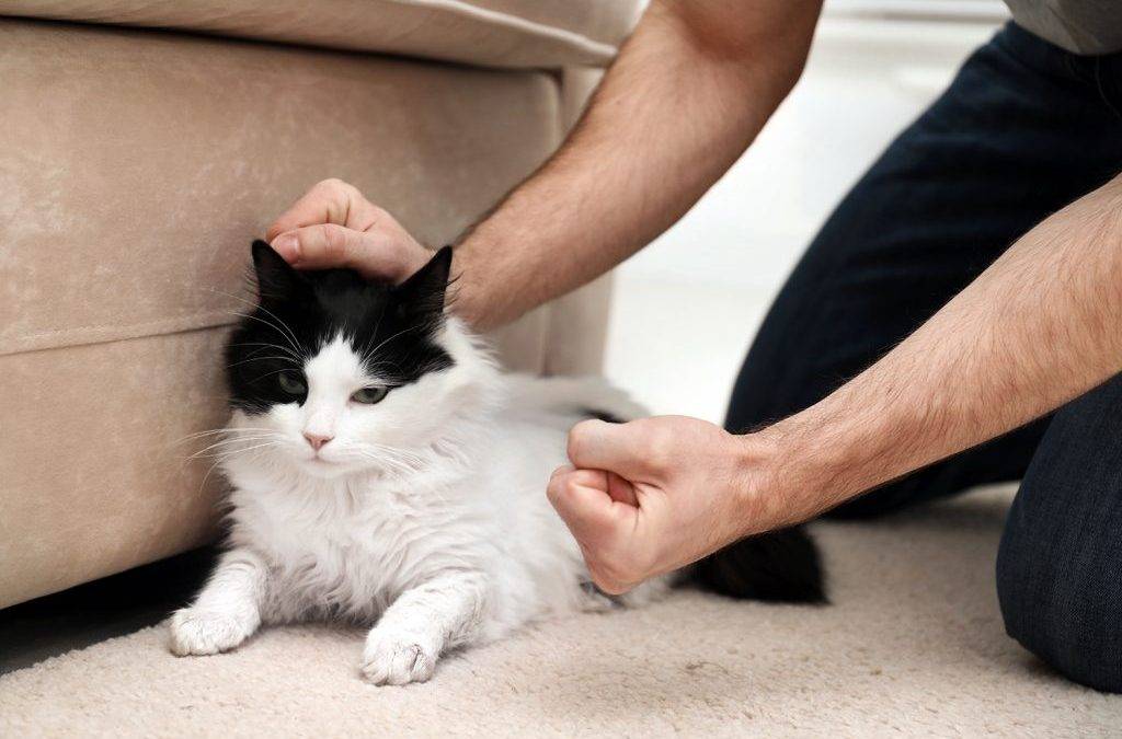Как наказать кошку за плохое поведение, и стоит ли это делать?