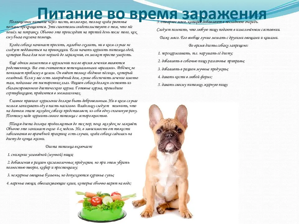Можно ли давать собаке кости: говяжьи, куриные, свиные? | блог на vetspravka.ru