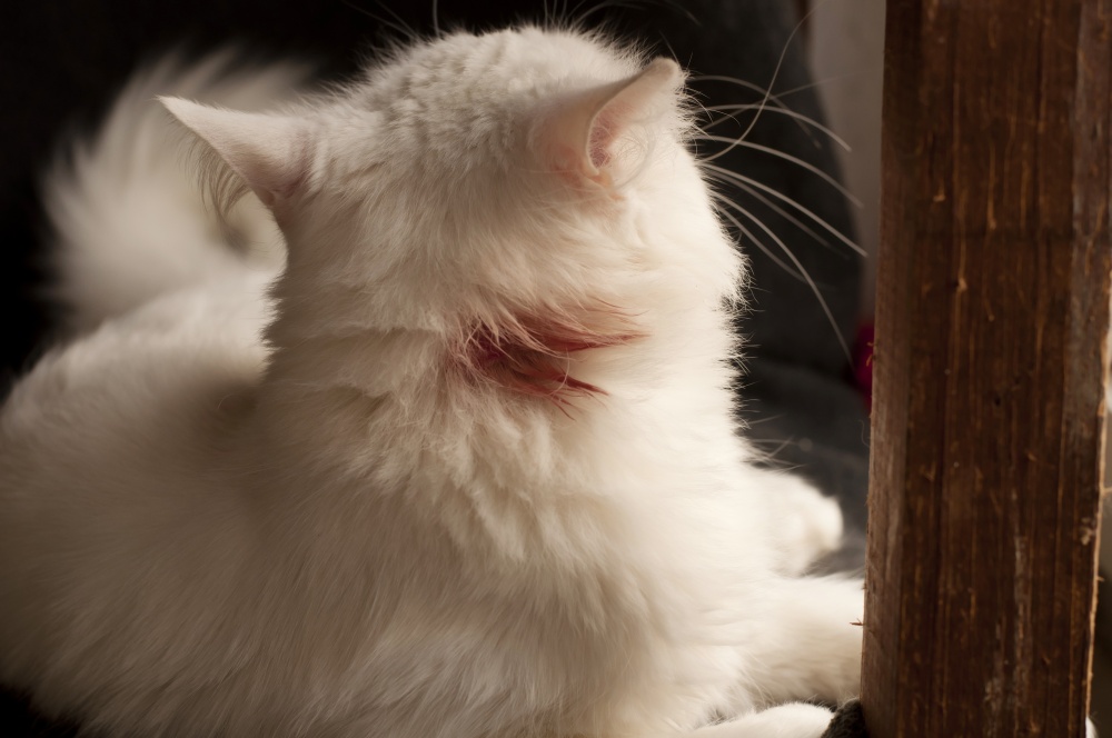 Чем обработать рану у кошки