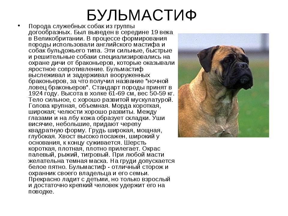 Название породы собак из бетховена: интересные факты и описание вида