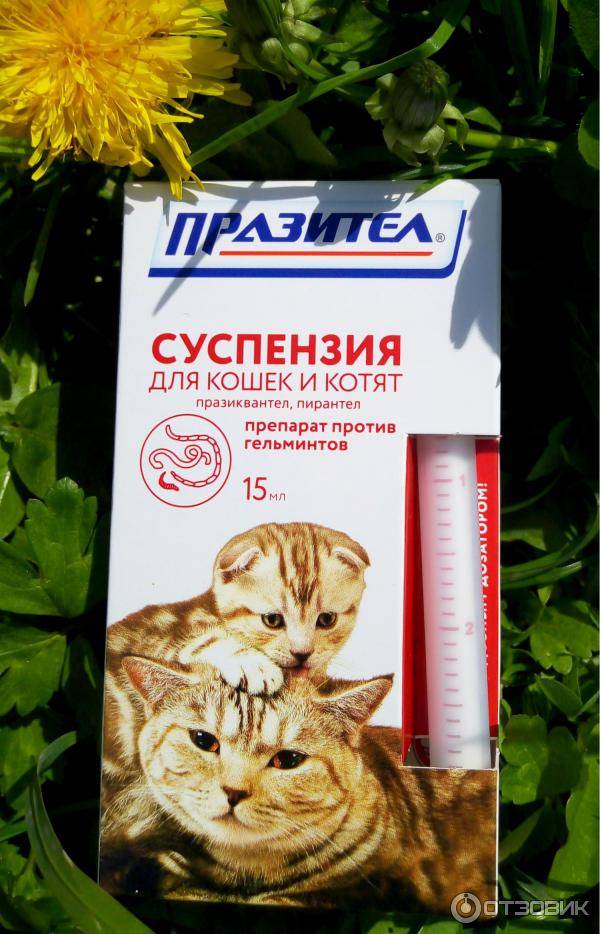 Глисты у кошек симптомы и лечение гельминтов. как дать кошке таблетки от глистов