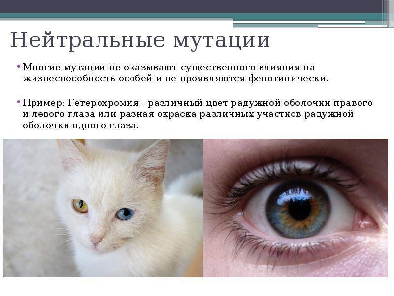 Кошки с разными глазами (гетерохромией): топ-8 пород и много фото