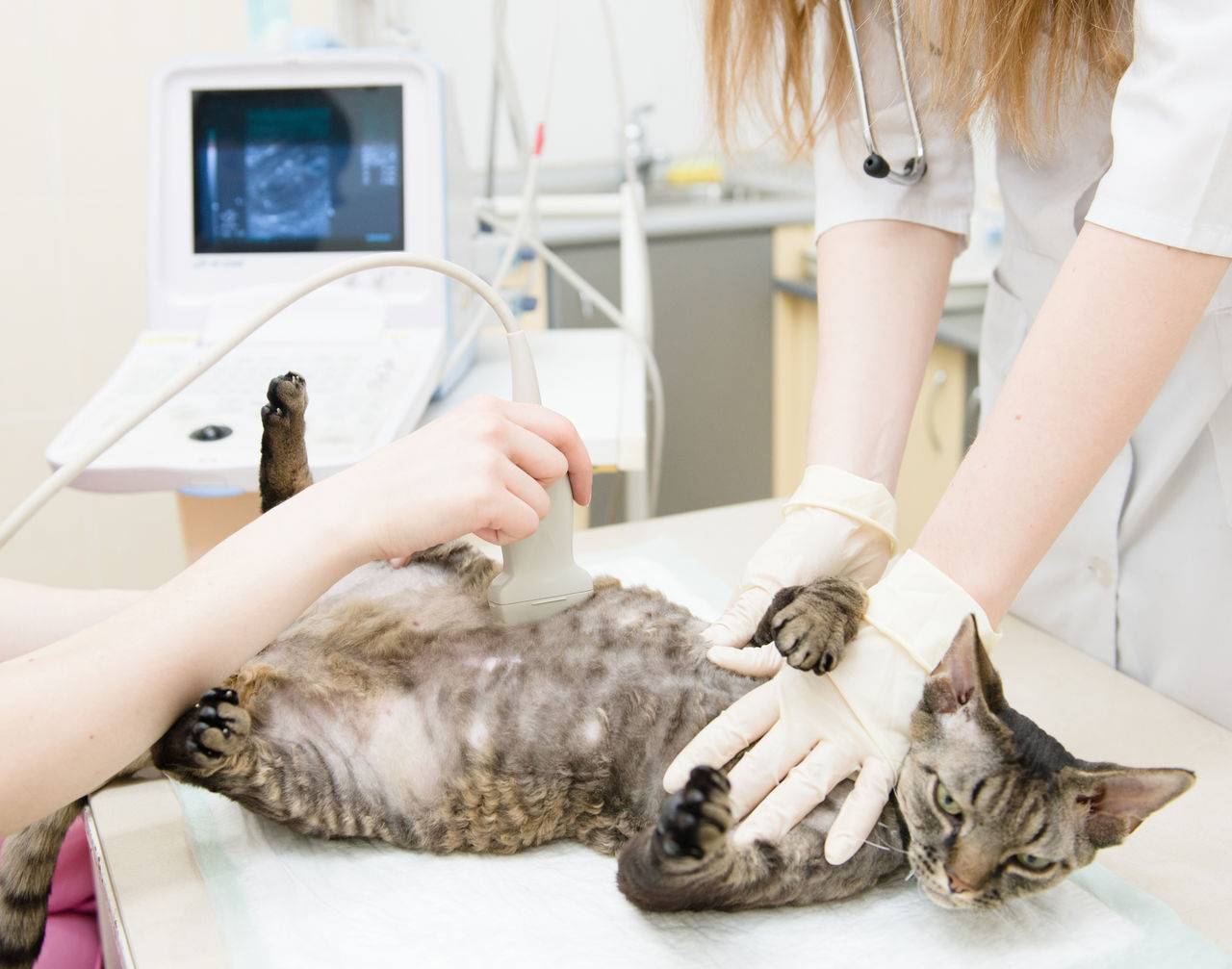 Мастопатия у кошек: причины, симптомы, лечение
мастопатия у кошек: причины, симптомы, лечение