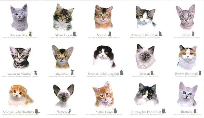 Основные отличия мордочек кошек и котов: как самостоятельно отличать пол