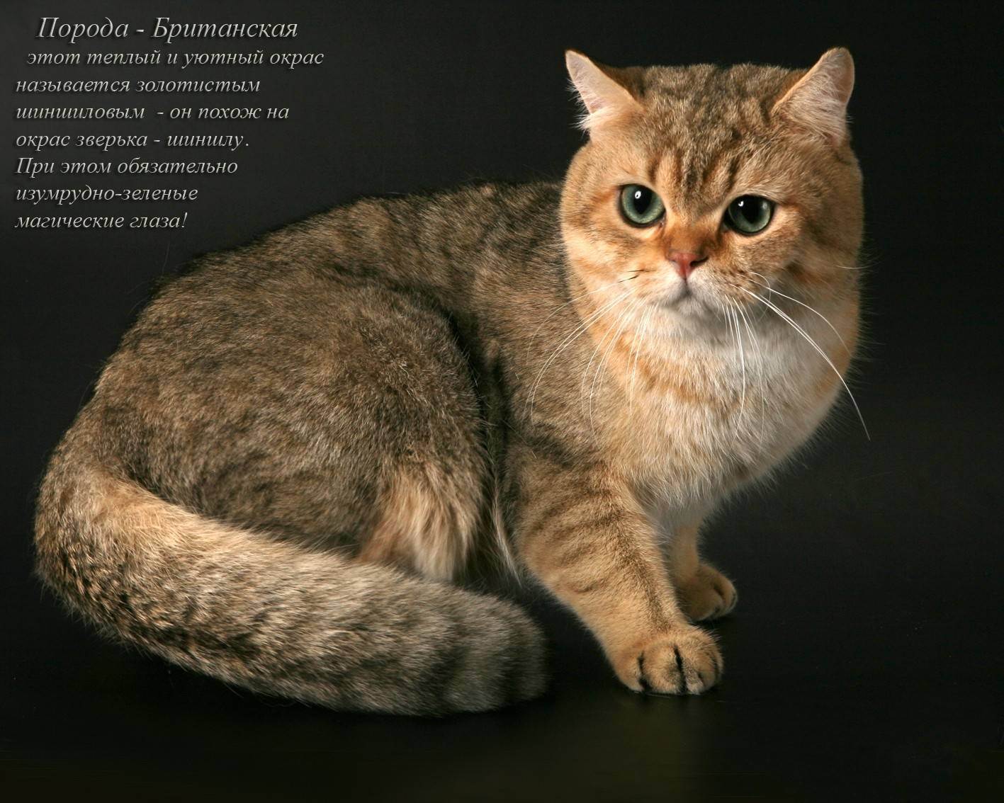 Список пород кошек с фото и названиями