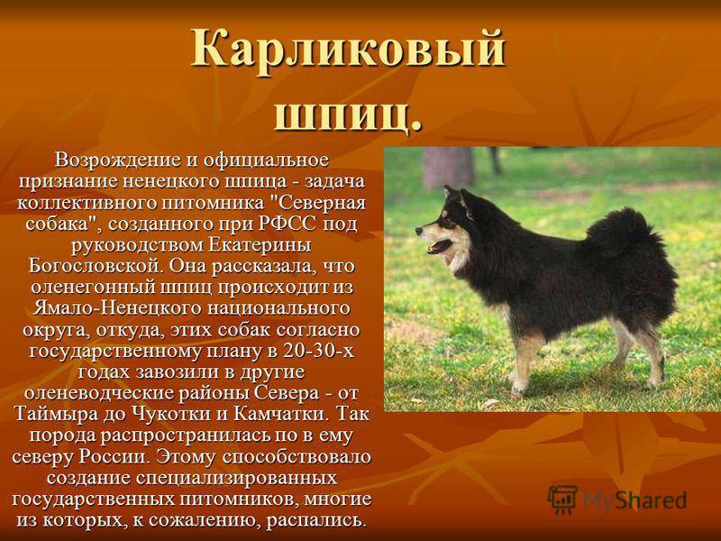 Миттельшнауцер: описание породы, фото, характер собаки, окрасы, плюсы и минусы