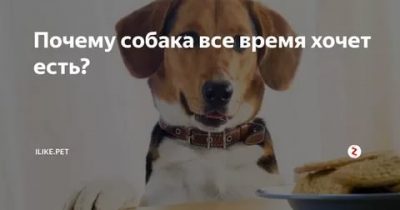 Почему собака не ест │не ест корм │ почему собака не хочет есть