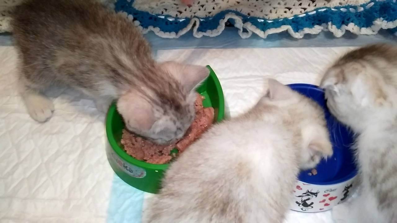 При поносе котенка можно кормить