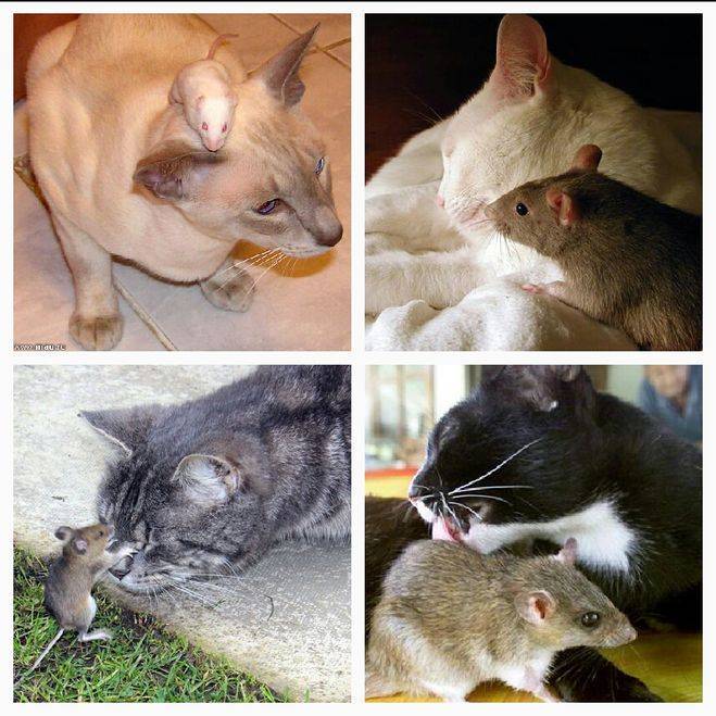 Едят ли мышей кошки и коты. почему кошки едят мышей?
