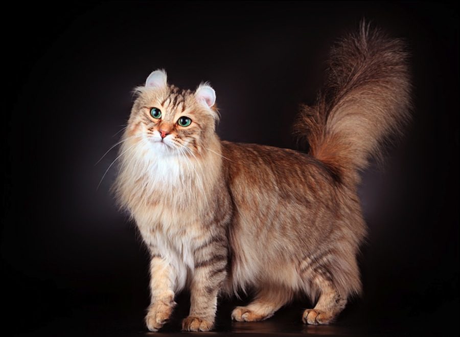 Породы длинношерстных котов с фотографиями и названиями