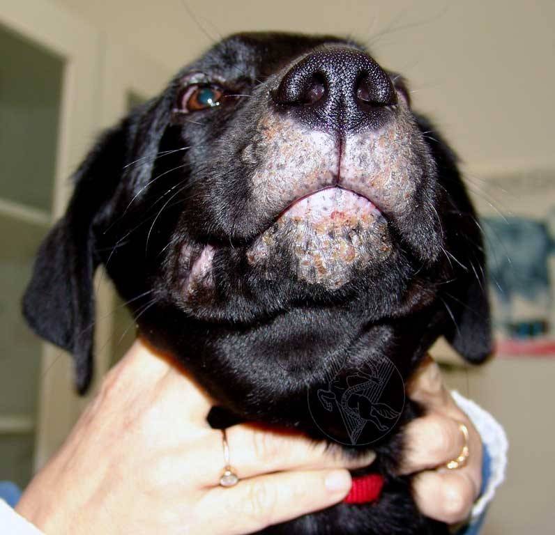 Демодекоз собак: причины, симптомы, профилактика | блог ветклиники "беланта"