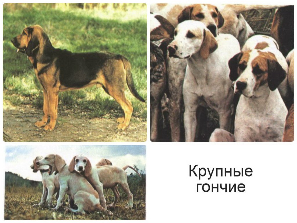 Гончие собаки — фото, какие виды пород объединены в эту группу, их особенности