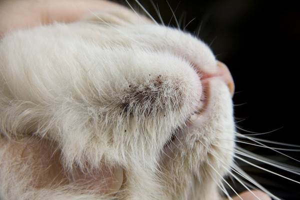 Отодектоз: как спасти кошачьи уши