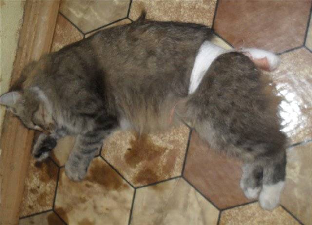 У кота болит основание хвоста: причины, признаки, лечение, профилактика