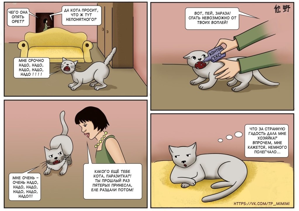 Почему кастрированный кот лезет на кошку: что делать?