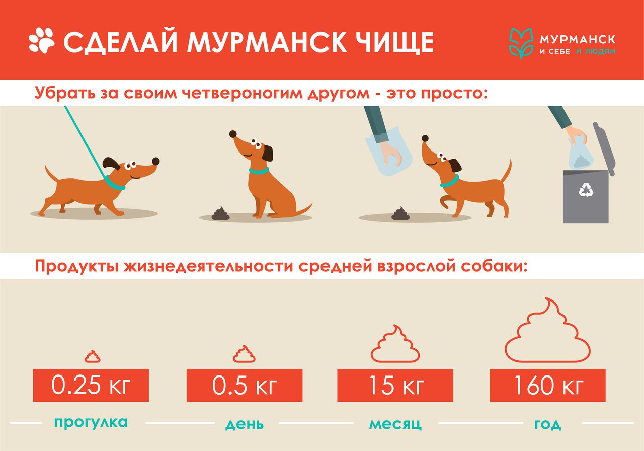 Сколько нужно гулять в день с собакой. Содержание домашних животных. Инфографика собаки. Инфографика по собакам. Правила выгула домашних животных.
