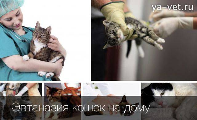 Сколько стоит усыпить кошку?