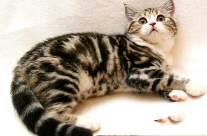 Скоттиш-фолд – шотландская вислоухая кошка