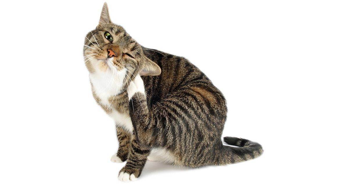 Почему у кота или кошки грязные уши
