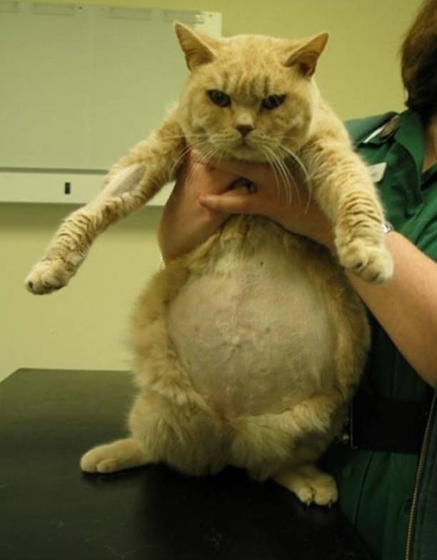 Толстый худой кот, или почему у кота большой живот и худая спина
