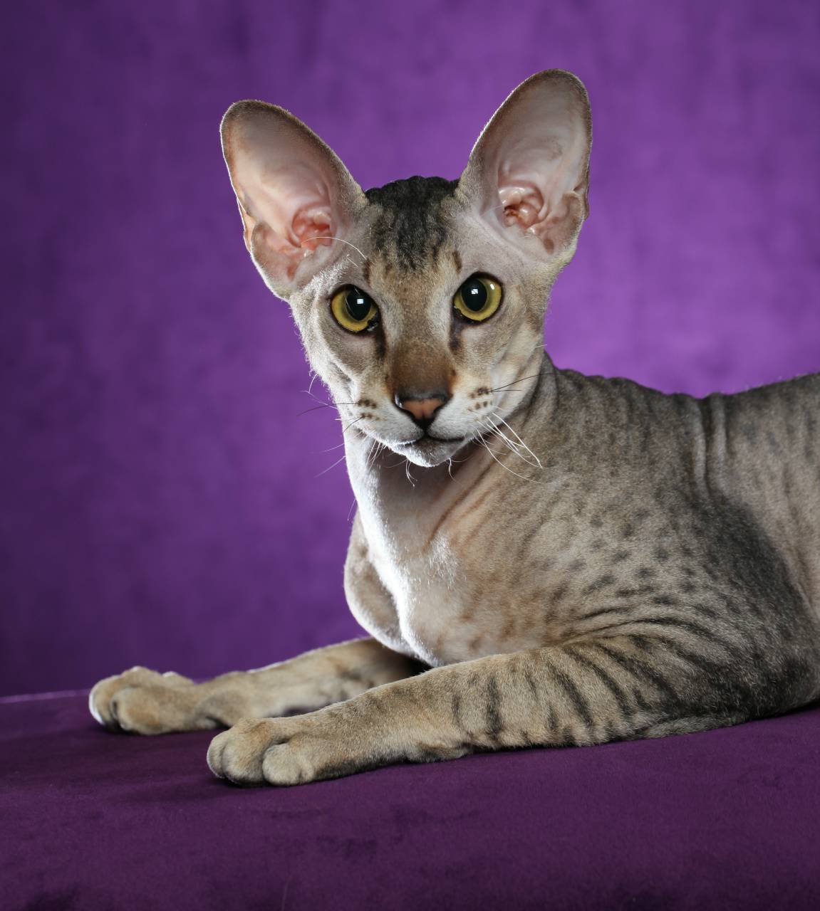 Породы кошек с большими (длинными) ушами: 16 пород с фотографиями и названиями