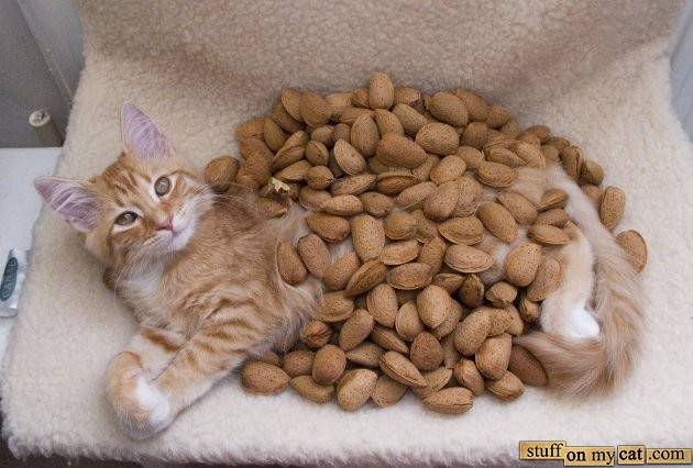 Чем нельзя кормить кошек - список продуктов + информация по правильному кормлению