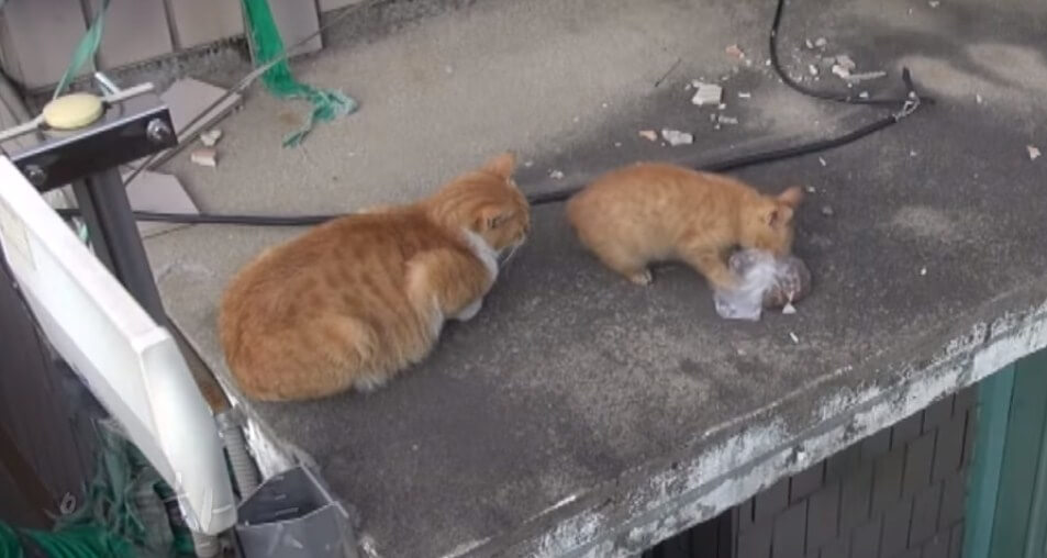 Кошка кормит котят