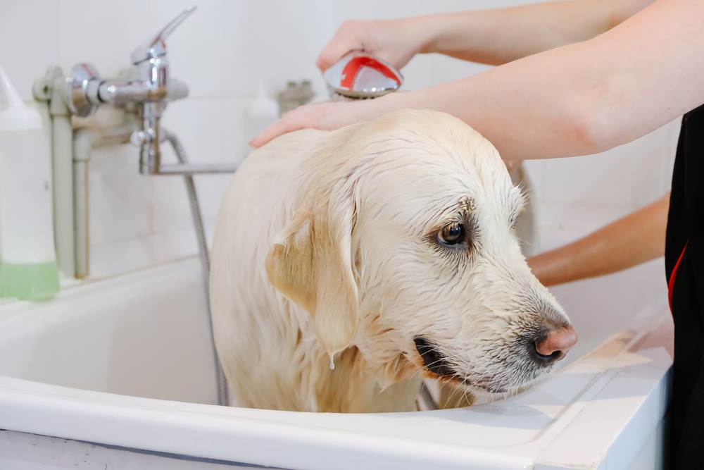 Можно ли мыть собаку хозяйственным мылом, как и чем мыть собаку