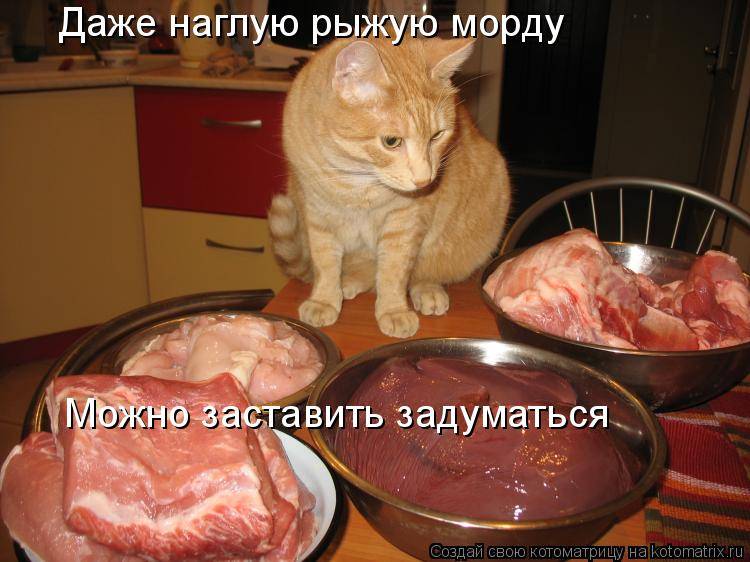 Можно ли кормить кошку сырой курицей: все особенности «кошачьей кулинарии»