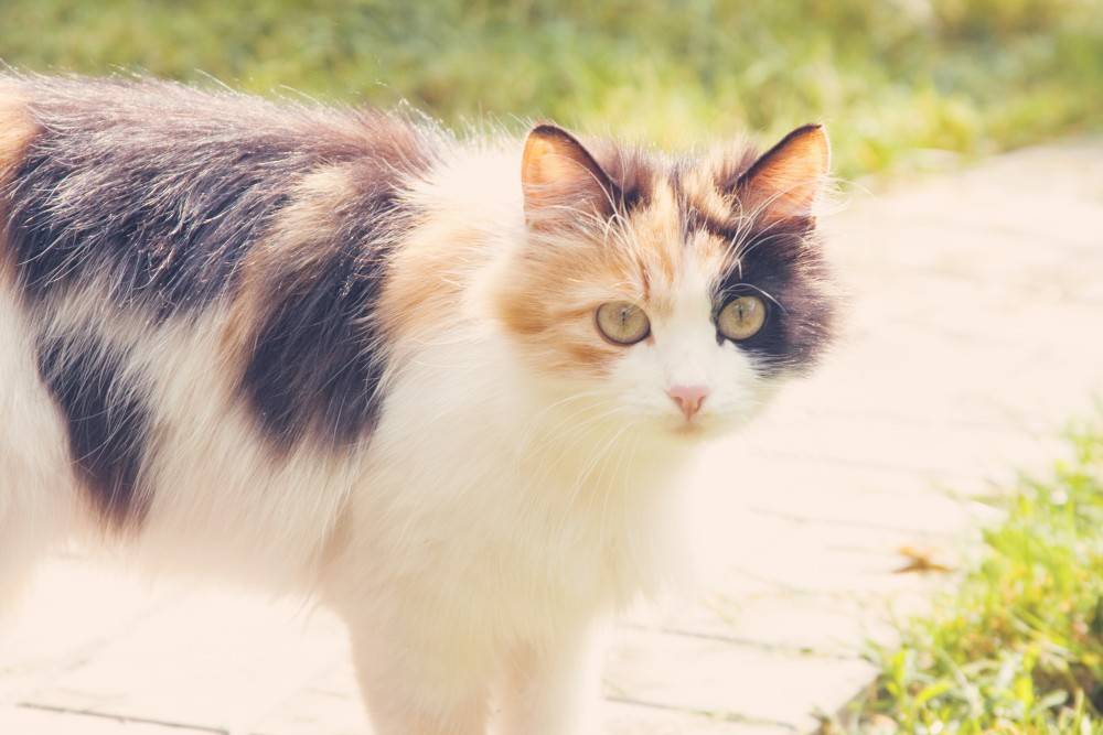 Бывают ли в природе трехцветные коты, или только кошки?