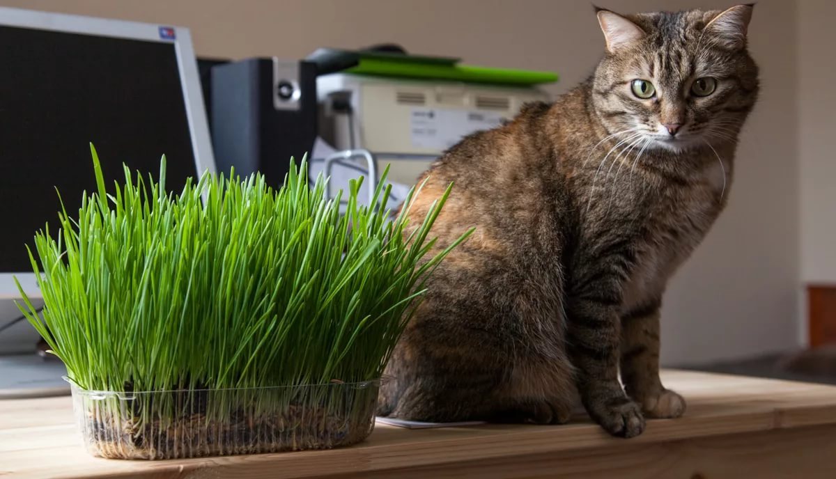 Трава для кошек - 105 фото травы, выбор и применение для разных пород