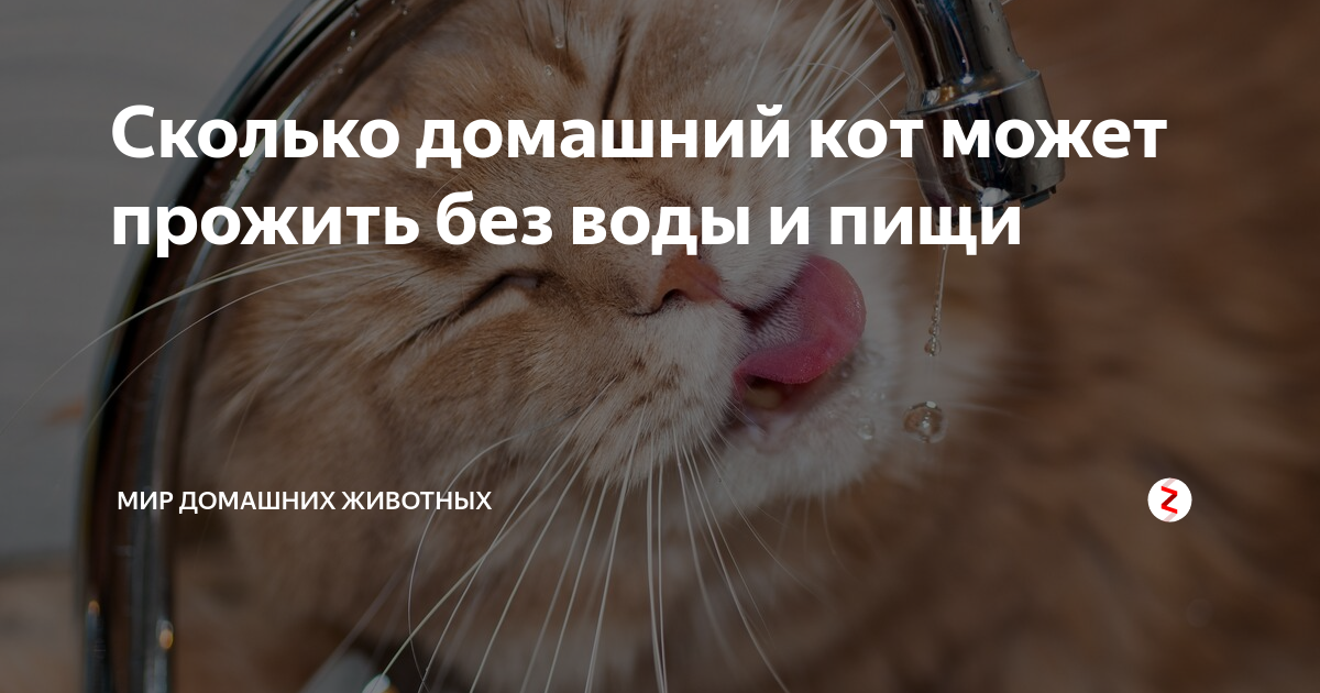 Возможное количество времени, которое кошки могут прожить без воды и еды