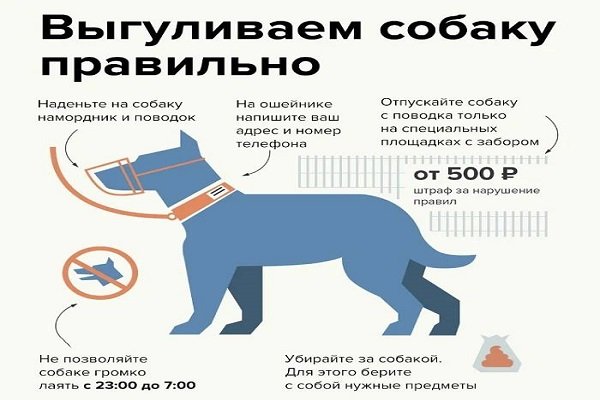 Стоит ли заводить собаку в квартире? | блог на vetspravka.ru