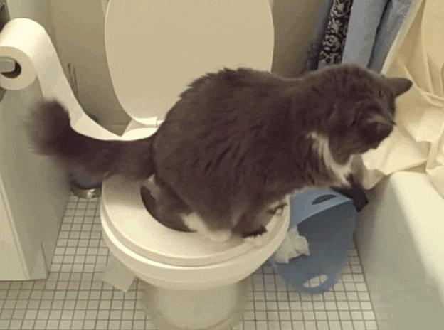Часто гоняет в туалет. Кот на унитазе. Туалет для кошек. Кошка какает в унитаз. Кот в туалете.
