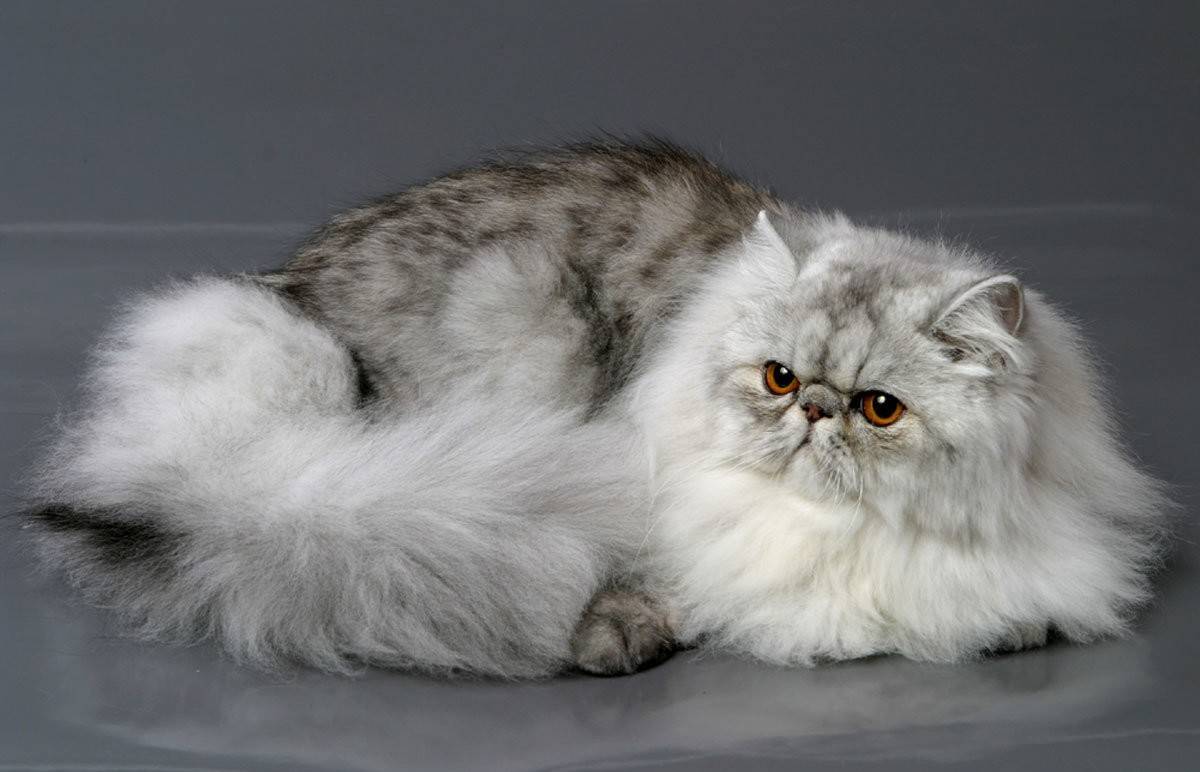 Длинношерстные кошки: список пород с описанием