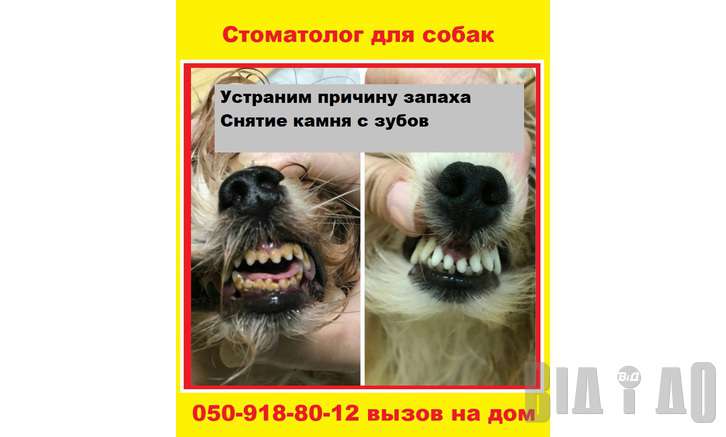 Зубной камень у собак: причины, удаление в домашних условиях и в ветеринарной клинике, чистка под наркозом и без, обзор эффективных средств